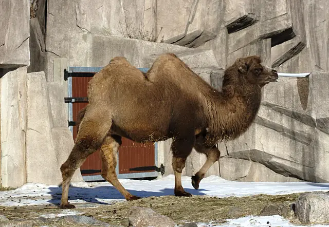 A real Bactrian camel beside rockwork and a keeper gate