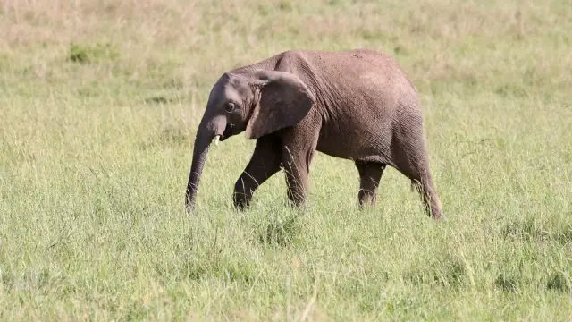A real African elephant calf walking through grass