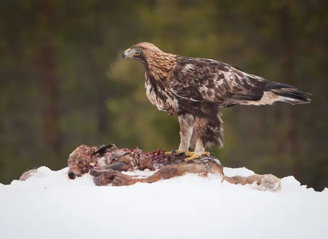 A real golden eagle perched above food on a snowy rock