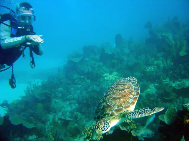 A real hawksbill turtle beside a scuba diver over a coral reef