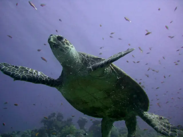A real hawksbill turtle swimming above a reef, seen from below