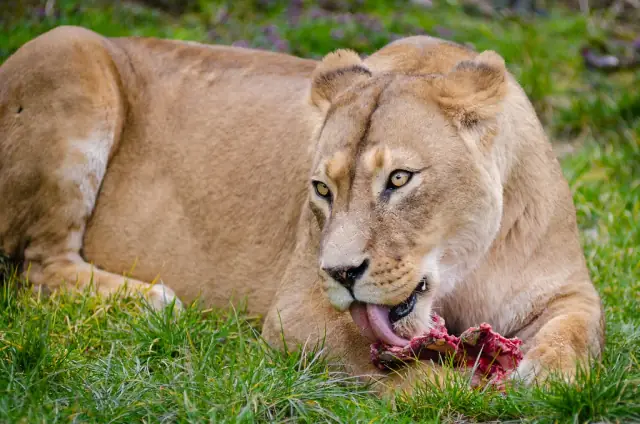 A real lion eating meat on grass