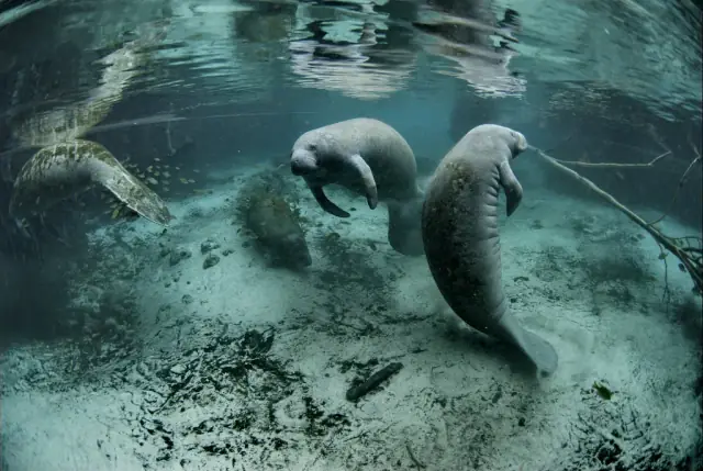 Two real Florida manatees swimming underwater
