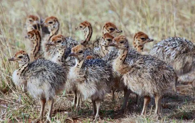 A close group of real common ostrich chicks in grass