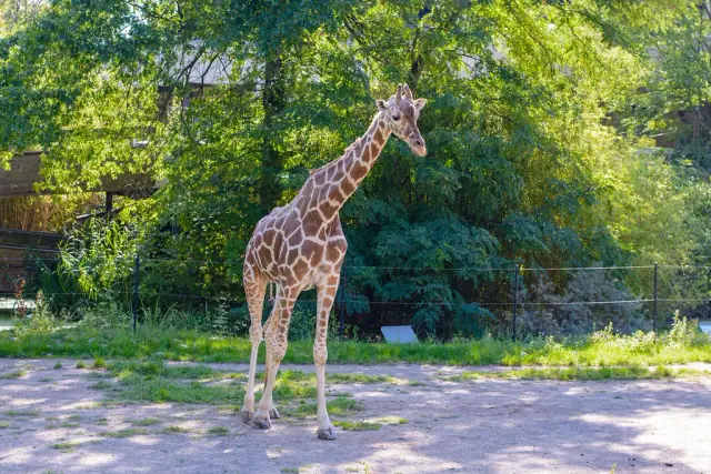 A real reticulated giraffe in a planted zoo habitat
