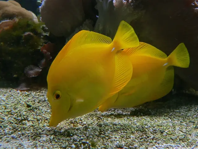 Two real yellow tangs swimming beside coral in an aquarium