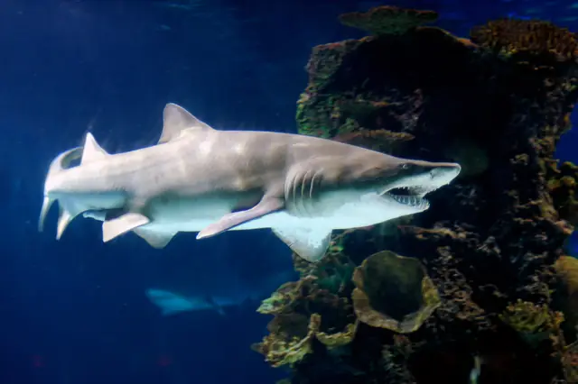 A real sand tiger shark swimming beside rocks in an aquarium